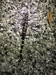 Ambystoma annulatum