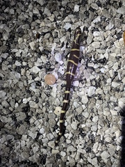 Ambystoma annulatum