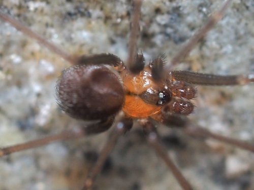 Pholcophora americana