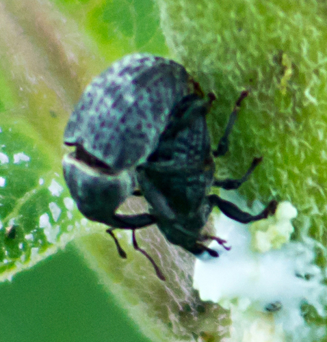 Milkweed Stem Weevil photo 5