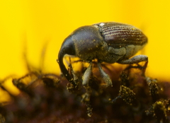 Odontocorynus umbellae