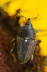 Odontocorynus umbellae