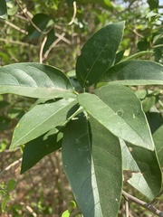Volkameria glabra