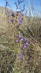 Lobelia gruina