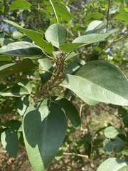 Volkameria glabra