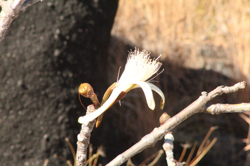 Pseudobombax tomentosum (Pseudobombax tomentosum)