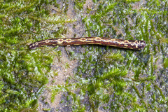 Malagabdella niarchosorum