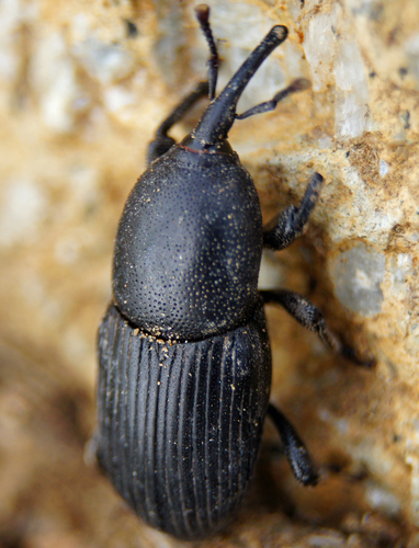 Sisal Weevil