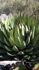 Agave filifera
