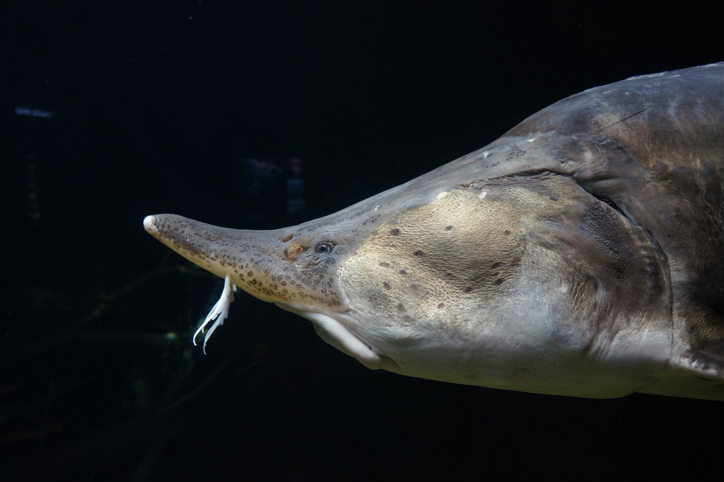 Atlantic sturgeons