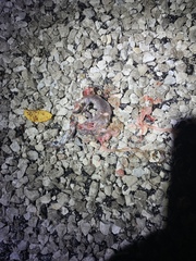 Ambystoma annulatum
