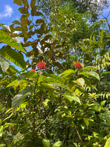 Isertia haenkeana, photograph 6
