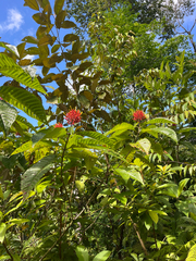 Isertia haenkeana, photograph author not stated, no rights reserved