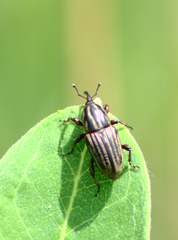 Sphenophorus australis