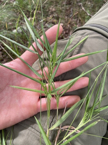 Bicknell's Witchgrass (Dichanthelium bicknellii)
