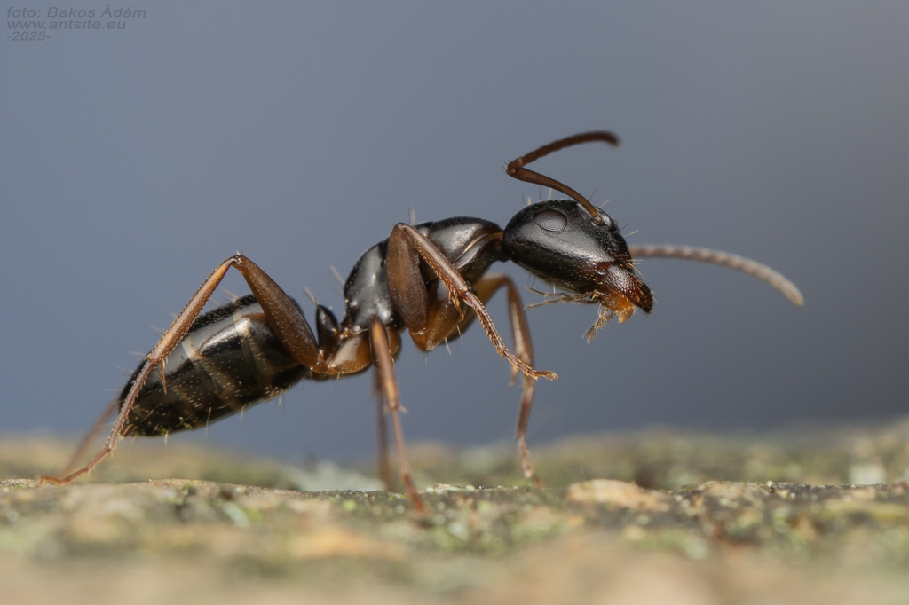 Camponotus fallax