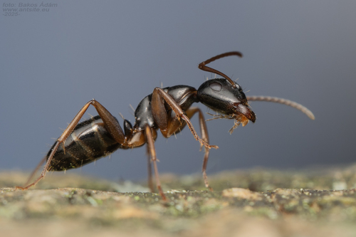 欺骗弓背蚁Camponotus fallax