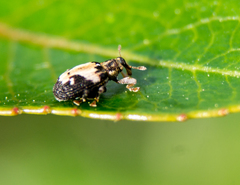 Tachyerges ephippiatus
