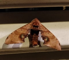 Daphnusa ocellaris