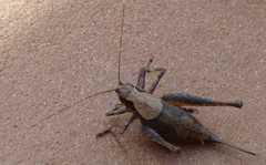 Neduba