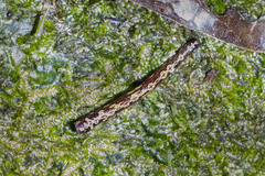 Malagabdella niarchosorum