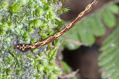 Malagabdella niarchosorum