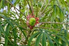 Jatropha multifida