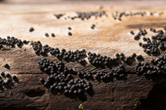 Rosellinia subiculata