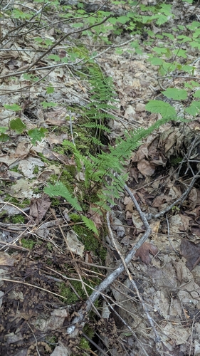 Laurentian bulblet fern (Cystopteris laurentiana)