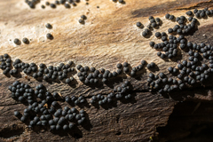 Rosellinia subiculata