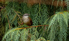 Prinia superciliaris