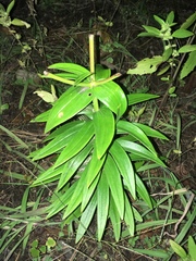 Lilium lancifolium