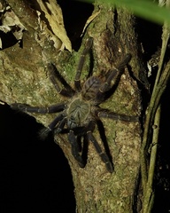 Ornithoctoninae