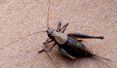 Neduba