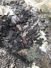 Pseudophryne australis