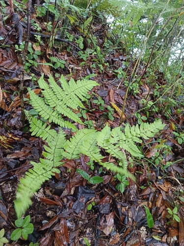 Dryopteris labordei iNat (2)