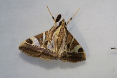 Agrioglypta fulguralis