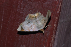 Mecodina albodentata