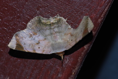 Mecodina albodentata