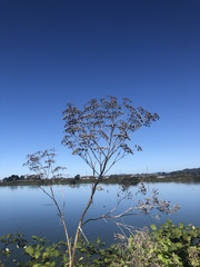 Heliocarpus