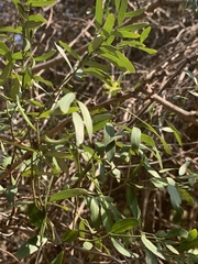 Secamone delagoensis