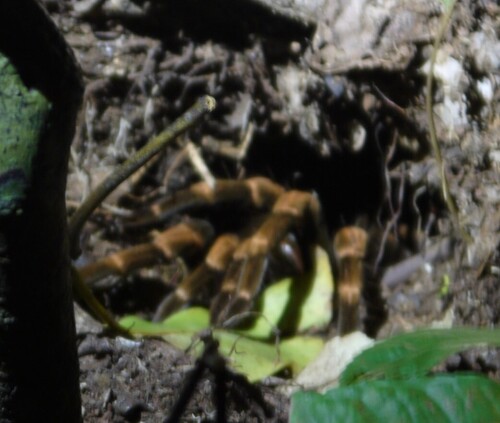 Abdomegaphobema