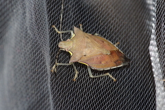 Amblycara gladiatoria