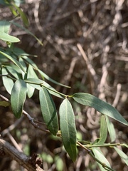Secamone delagoensis