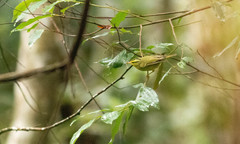 Phylloscopus ricketti