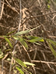 Secamone delagoensis