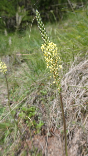 Fleshy plantain (Plantago serpentina)