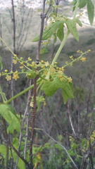 Cyclanthera