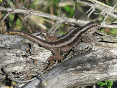 Liolaemus schroederi