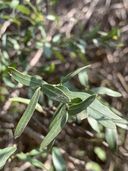 Secamone delagoensis